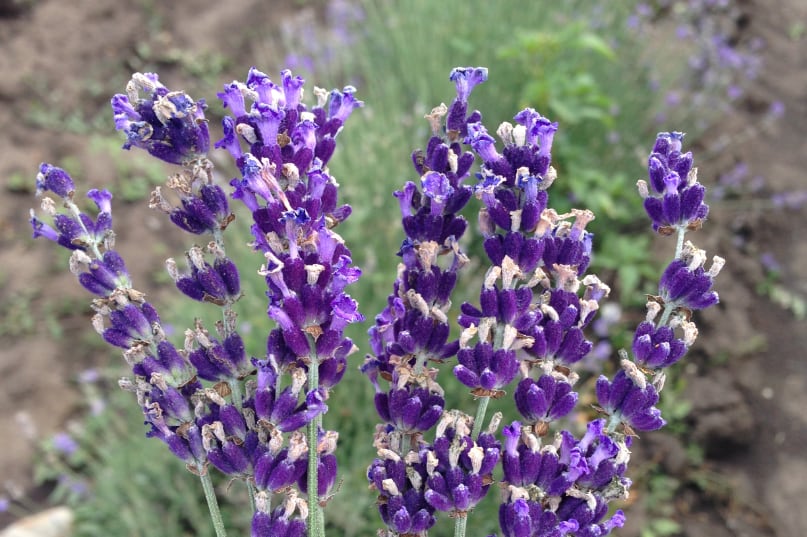 Lavendel Latifolia